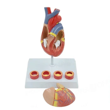 2-Rész Életnagyságú Szív Modell Szétszerelt Anatómiai Emberi Szív Érrendszeri Orvosi Anatómia Kellékek