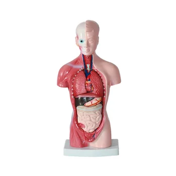 11 Inch-Emberi Torzó Test Modell Anatómia, Anatómiai Belső Szervek a Tanuló Tanítási Tanulmány Összeállítása Modell